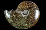 Polished, Agatized Ammonite (Cleoniceras) - Madagascar #97273-1